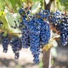 De meest voorkomende druiven in rode wijn