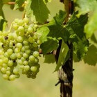 De meest voorkomende druiven in witte wijn