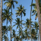 Palmolie en het tegengaan van ontbossing door RSPO