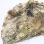 Hoe maak je oesters open?