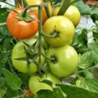 Tomaten uit eigen kas en tomatenpuree zelf maken