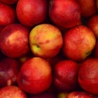 Appelrassen: welke soorten appel zijn er allemaal?
