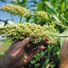 Quinoa: belangrijke info op een rij