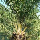 Positieve en negatieve gevolgen van palmolieproductie