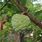 Onbekend fruit: Cherimoya