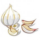 Knoflook, één van de gezondste kruiden