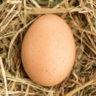 Eieren bewaren, hoe kan men zien of eieren nog goed zijn?