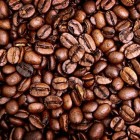 Koffie  Koffieboon in gevaar door roestschimmel en kevertje