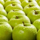 Oude hoogstam appelrassen: smaak, eigenschap en kenmerken