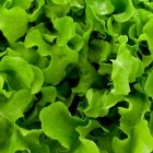 Frisse lentesalades: vol vitamines en goed voor de lijn