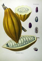 Vrucht van de cacaoboom / Bron: Franz Eugen Khler, Wikimedia Commons (Publiek domein)