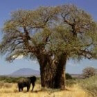 De baobab: een speciale boom met gezonde vruchten