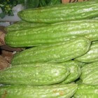 De bekende Surinaamse groente: sopropo