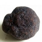 Truffel – Ventoux Zwarte Diamant van Carpentras