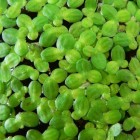 Eendenkroos – snelgroeiend en eiwitrijk waterplantje