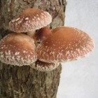 Eetbare paddenstoelen, gemakkelijk zelf te kweken