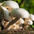 Hét champignon seizoen