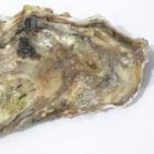 De oester: koningin van de zeevruchten