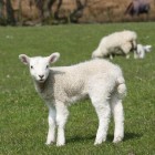 Offerfeesten en weerstand tegen ritueel slachten van schapen