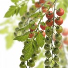 Redenen om vegetariër te worden