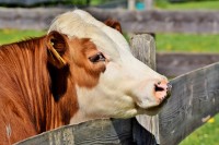 De meest gangbare melk in de westerse consumptie is afkomstig van de koe. / Bron: Capri23auto, Pixabay