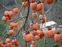 de bijna rijpe vruchten aan de kale kakiboom / Bron: Karduelis, Wikimedia Commons (Publiek domein)