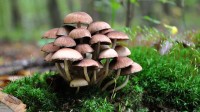 In de herfst zijn er talloze paddenstoelen te bewonderen / Bron: Szjeno09190, Pixabay