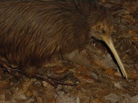 De Nieuw-Zeelandse kiwi, een loopvogel / Bron: Allie Caulfield, Wikimedia Commons (CC BY-2.0)