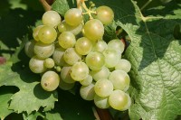 Riesling / Bron: Rosenzweig, Wikimedia Commons (CC BY-SA-3.0)