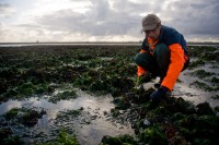 Jan Geertsema raapt oesters voor de handel / Bron: Waddengoud