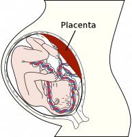 Een ongeboren kind in de baarmoeder met de placenta / Bron: Magnus Manske / Amada44, Wikimedia Commons (Publiek domein)