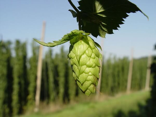 Hopbel / Source: LuckyStarr, Wikimedia Commons (CC BY-2.5)