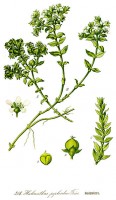 Botanische tekening zeepostelein / Bron: Otto Wilhelm Thomé, Wikimedia Commons (Publiek domein)