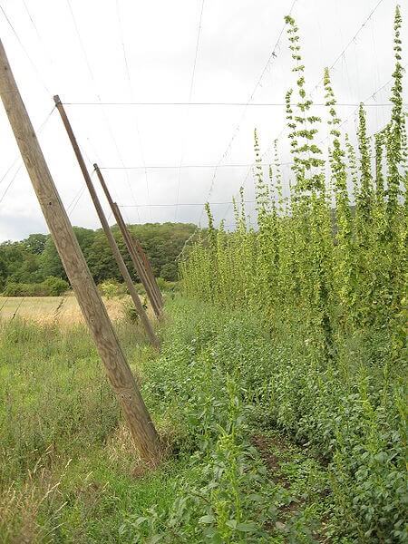 Hop Plantation / Source: Ludek, Wikimedia Commons (CC BY-SA-3.0)