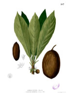 Botanische tekening zapota / Bron: Francisco Manuel Blanco (O.S.A.), Wikimedia Commons (Publiek domein)