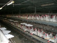 In Nederland mogen eieren uit een legbatterij worden geïmporteerd, maar In de EU mogen ze niet worden geproduceerd. / Bron: ITamar K., Wikimedia Commons (Publiek domein)