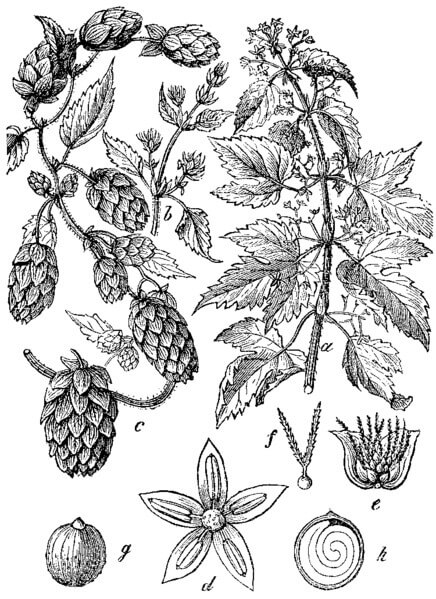 Drawing hops from 1892 / Source: Martin Cilen ?? ek, Wikimedia Commons (Public domain)