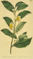 Camellia sinensis / Bron: Publiek domein, Wikimedia Commons (PD)